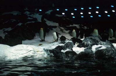 Planet Penguin - Pinguine im Loro Parque Teneriffa